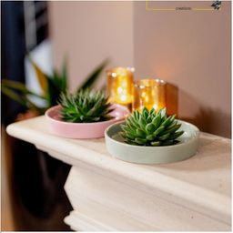 Rootless by aloe demi ROOTLESS Succulent Echeveria Lilacina in schaal 'groen' Ø20 cm (8721001420186)