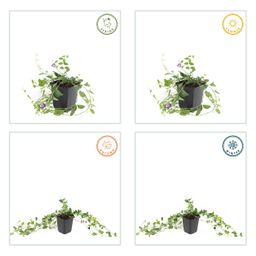 Garden basics 24x Vinca minor 'Atropurpurea', - ↕10-25cm - Ø9cm (50352)