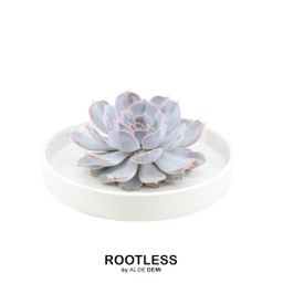 Rootless by aloe demi ROOTLESS Succulent Echeveria Lilacina in schaal 'wit' Ø20 cm (8721001420193)