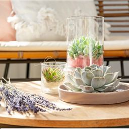 Rootless by aloe demi ROOTLESS Succulent Echeveria Lilacina in schaal 'wit' Ø20 cm (8721001420193)