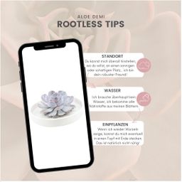 Rootless by aloe demi ROOTLESS Succulent Echeveria Lilacina in schaal 'wit' Ø20 cm (8721001420193)