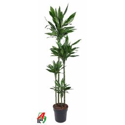 Dracaena Janet Lind XXL (35550)