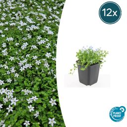 Garden basics 12x Isotoma fluviatilis 'Alba'- ↕10-25cm - Ø9cm (47867)
