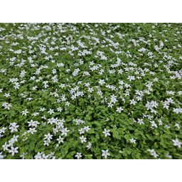 Garden basics 12x Isotoma fluviatilis 'Alba'- ↕10-25cm - Ø9cm (47867)