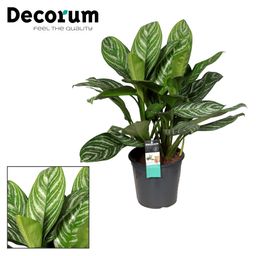 Aglaonema Stripes (16304)