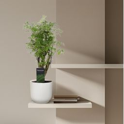 Polyscias Hawaiiana Ming - 45 cm - ø12 (8721081685222)