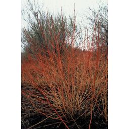 Garden basics 60x Cornus sang. 'Midwinter Fire' - ↕10-25cm - Ø9cm (47676)