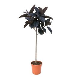Ficus Elastica Abidjan stam - 130 cm (50477)