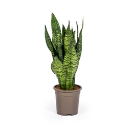 Sansevieria Trifasciata Zeylanica Compacta Ø17cm - ↕55 (4250308316327)