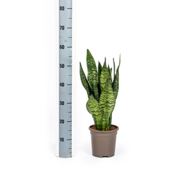 Sansevieria Trifasciata Zeylanica Compacta Ø17cm - ↕55 (4250308316327)