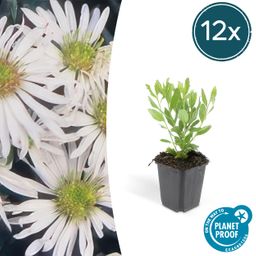 Garden basics 12x Aster ageratoides 'Ashvi' - ↕10-25cm - Ø9cm (47599)