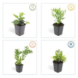 Garden basics 12x Aster ageratoides 'Ashvi' - ↕10-25cm - Ø9cm (47599)