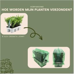 Plants by frank 6x Ilex crenata 'Jenny' - 6 x Ø7 cm - 6 pack (8718886063614)