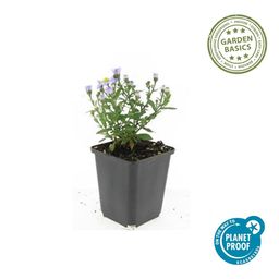 Garden basics 24x Aster (D) 'Prof. Anton Kippenberg' - ↕10-25cm - Ø9cm (50368)