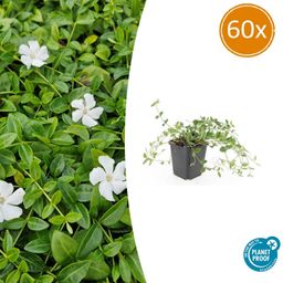 Garden basics 60x Vinca minor 'Gertrude Jekyll' - ↕10-25cm - Ø9cm (48039)