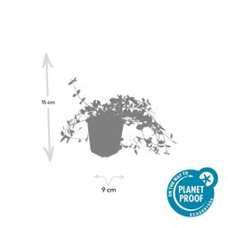 Garden basics 60x Vinca minor 'Gertrude Jekyll' - ↕10-25cm - Ø9cm (48039)