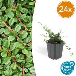 Garden basics 24x Cotoneaster pr. 'Streib's Findling' - ↕10-25cm - Ø9cm (50292)