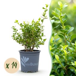 Buxus Haag - BetterBuxus Babylon Beauty - Resistant tegen de Buxus Schimmel - 14 planten - 2 strekkende meter - pot 10,5cm hoogte 25-30 (8720862103542)