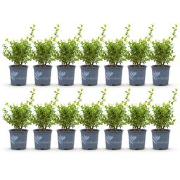 Buxus Haag - BetterBuxus Babylon Beauty - Resistant tegen de Buxus Schimmel - 14 planten - 2 strekkende meter - pot 10,5cm hoogte 25-30 (8720862103542)