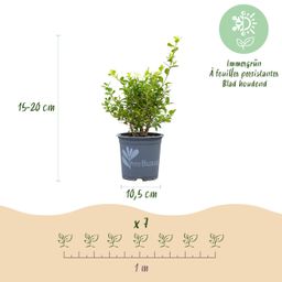 Buxus Haag - BetterBuxus Babylon Beauty - Resistant tegen de Buxus Schimmel - 14 planten - 2 strekkende meter - pot 10,5cm hoogte 25-30 (8720862103542)