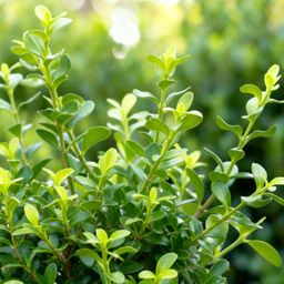 Buxus Haag - BetterBuxus Babylon Beauty - Resistant tegen de Buxus Schimmel - 14 planten - 2 strekkende meter - pot 10,5cm hoogte 25-30 (8720862103542)