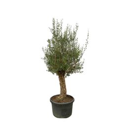 Olea Europaea Bonsai - 250cm- Ø65 (8721055693826)