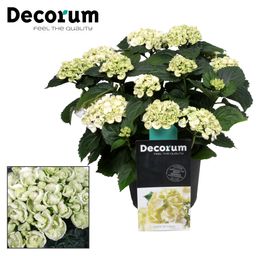 Hydrangea Curly Wurly Wit 9-15 Kop (Decorum) (22357)