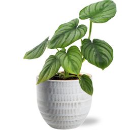 Philodendron Mamei - Beau Pot D14x13cm - Wit (40158)