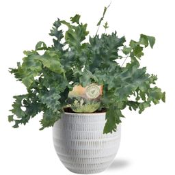 Phlebodium Davana - Beau Pot D14x13cm - Wit (40153)