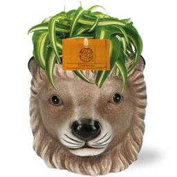 Chlorophytum Bonnie - Planter Leeuw D11/13x10cm - Bruin (42537)