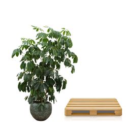 Schefflera Amate XL - 220 cm - ø45 (8721055693994)
