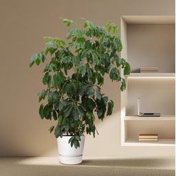 Schefflera Amate XL - 220 cm - ø45 (8721055693994)