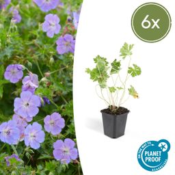 Garden basics 6x Geranium Rozanne - ↕10-25cm - Ø9cm (46919)