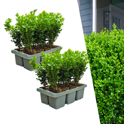 Plants by frank 2 x 6-Pack Buxus NewGen Freedom – Winterharde Groenblijvende Struiken 12 x Ø7 cm | Compacte Buxus (50231)