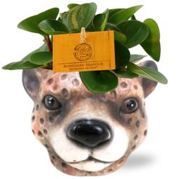 Peperomia Obtipan - Planter Luipaard D12x9,5cm - Bruin (42573)