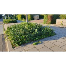 Garden basics 24x Euonymus fort. 'Coloratus' - ↕10-25cm - Ø9cm (50402)