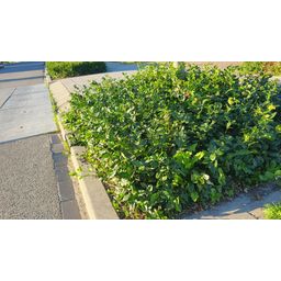 Garden basics 24x Euonymus fort. 'Coloratus' - ↕10-25cm - Ø9cm (50402)