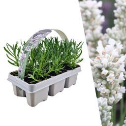 Plants by frank 6 pack Lavendel angustifolia wit - 6 x Ø7 cm (33460)