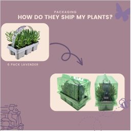 Plants by frank 6 pack Lavendel angustifolia wit - 6 x Ø7 cm (33460)