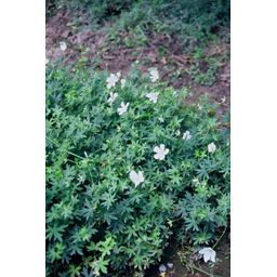 Garden basics 48x Geranium sang. 'Album' - ↕10-25cm - Ø9cm (50433)