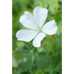 Garden basics 48x Geranium sang. 'Album' - ↕10-25cm - Ø9cm (50433)
