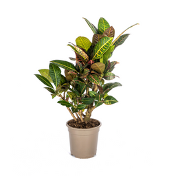 Codiaeum 'Croton' Petra Ø21cm - ↕60 (4250308313869)