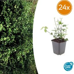 Garden basics 24x Euonymus fort. 'Coloratus' - ↕10-25cm - Ø9cm (50402)