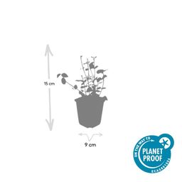 Garden basics 24x Euonymus fort. 'Coloratus' - ↕10-25cm - Ø9cm (50402)