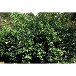 Garden basics 24x Euonymus fort. 'Coloratus' - ↕10-25cm - Ø9cm (50402)