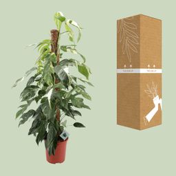 Epipremnum Pinnatum Albo Variegata (12589)