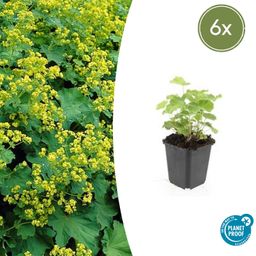 Garden basics 6x Alchemilla mollis - ↕10-25cm - Ø9cm (46864)