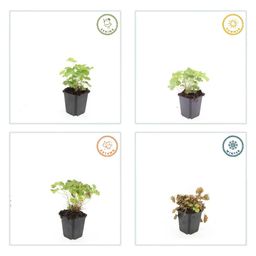 Garden basics 6x Alchemilla mollis - ↕10-25cm - Ø9cm (46864)