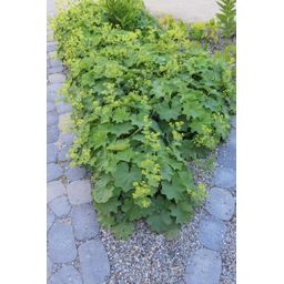 Garden basics 6x Alchemilla mollis - ↕10-25cm - Ø9cm (46864)