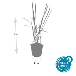 Garden basics 48x Imperata cylindrica 'Red Baron' - ↕10-25cm - Ø9cm (50452)